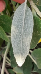 Phlomis fruticosa