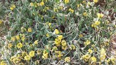 Phlomis fruticosa