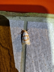 Cyana subalba