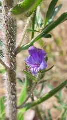 Echium vulgare