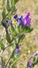 Echium vulgare