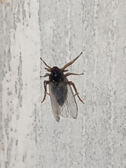 Pissonotus piceus