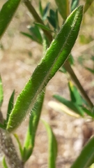 Echium vulgare