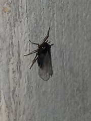 Pissonotus piceus