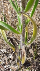 Echium vulgare