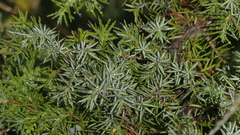 Juniperus communis saxatilis
