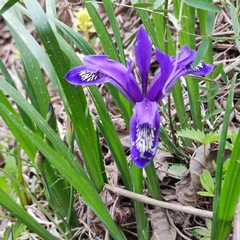 Iris uniflora