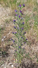 Echium vulgare