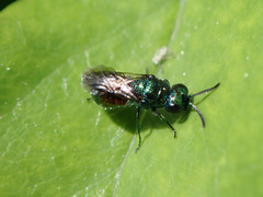 Pseudomalus auratus