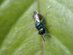 Pseudomalus auratus