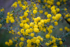 Acacia pulchella
