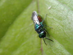 Pseudomalus auratus