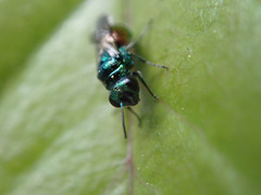 Pseudomalus auratus