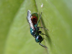 Pseudomalus auratus