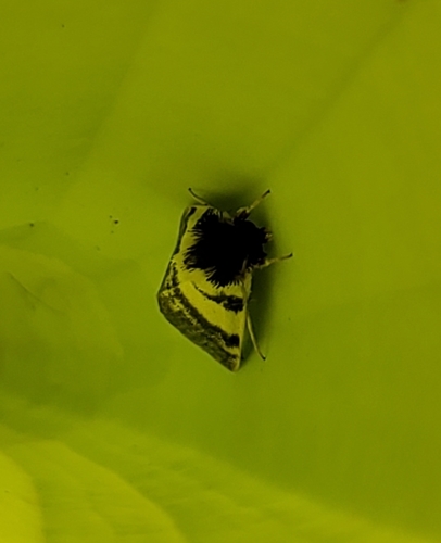 Ridings’ Pitcherplant Moth photo 4