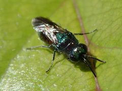 Pseudomalus auratus