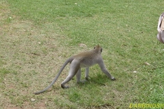 Macaca fascicularis
