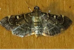 Cryptobotys zoilusalis