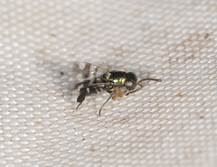 Neocladia