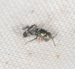 Neocladia