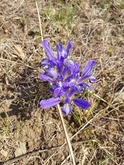 Iris ivanovae