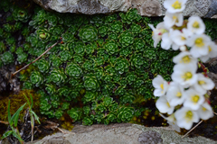 Saxifraga marginata