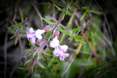 Hemiandra pungens