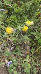 Anthyllis polycephala