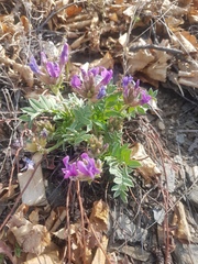 Oxytropis grandiflora
