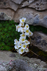 Saxifraga marginata