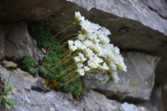 Saxifraga marginata