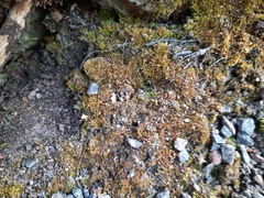 Brachytheciastrum velutinum