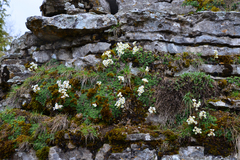 Saxifraga marginata