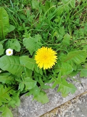 Taraxacum