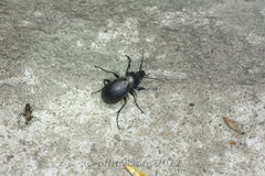 Carabus manifestus