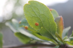 Puccinia graminis