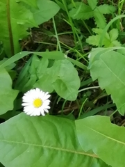 Bellis perennis