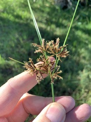 Cyperus longus tenuiflorus