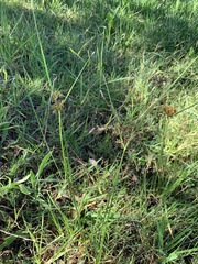 Cyperus longus tenuiflorus