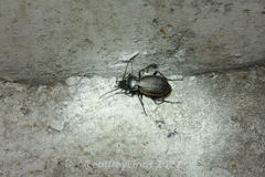 Carabus manifestus