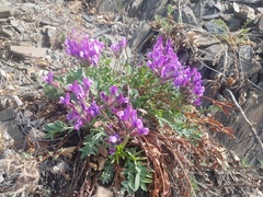 Oxytropis grandiflora