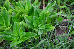 Gentiana cruciata