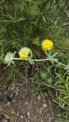 Anthyllis polycephala