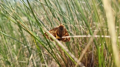 Arctia aulica