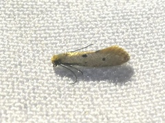 Tinea trinotella
