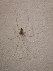 Pholcus phalangioides