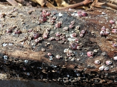 Megabalanus coccopoma