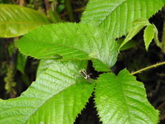 Hypselonotus linea