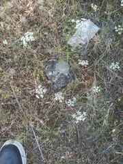 Scaligeria napiformis
