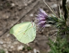 Gonepteryx nepalensis